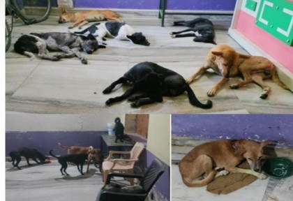 Street Animals Care and Awareness Program